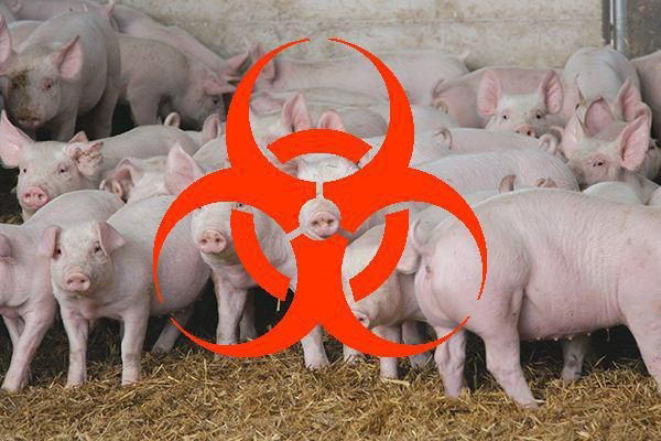 В Берёзовском районе предупреждают об опасности африканской чумы свиней
