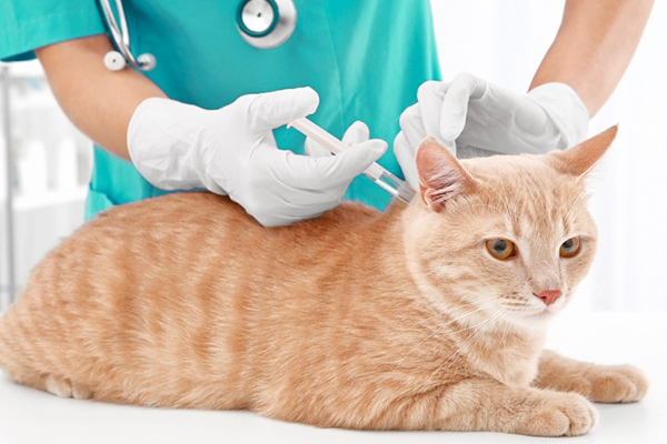 Вакцинация кошек и собак
